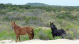 Feral horses at Assateague Island National Seashore (Maryland and Virginia) (Credit: NPS). 